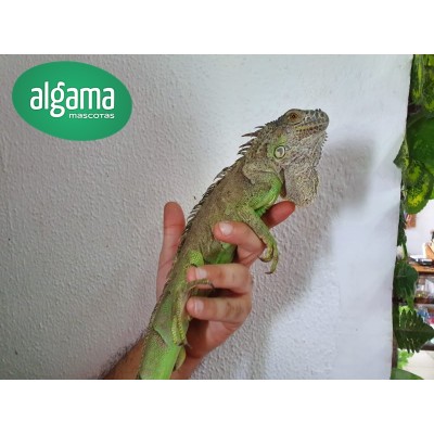 Iguana Verde (Medianos)